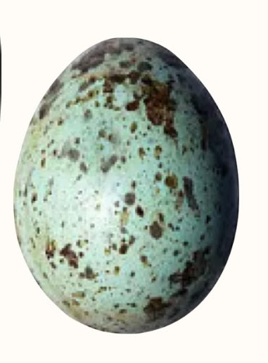 Sage Thrasher Egg
