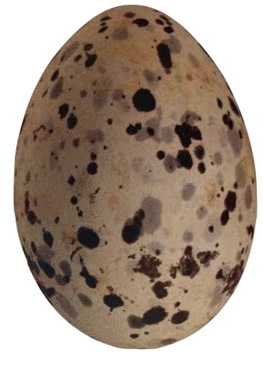 Swallow Tailed Gull Egg