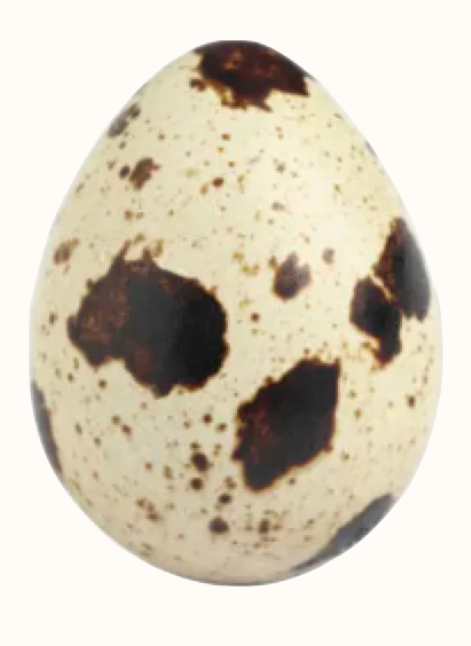 Wilson's Warbler Egg