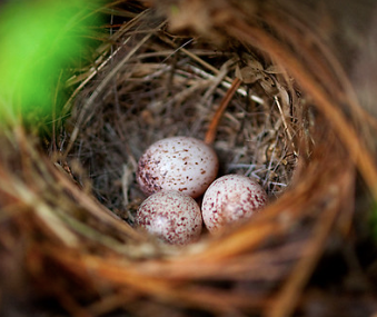 Warbler Egg- 22 inch
