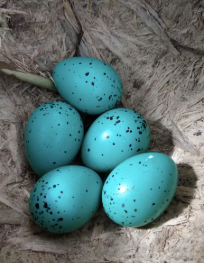 Petite Blue Egg 18 inches