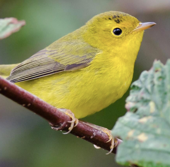 Warbler Egg- 22 inch